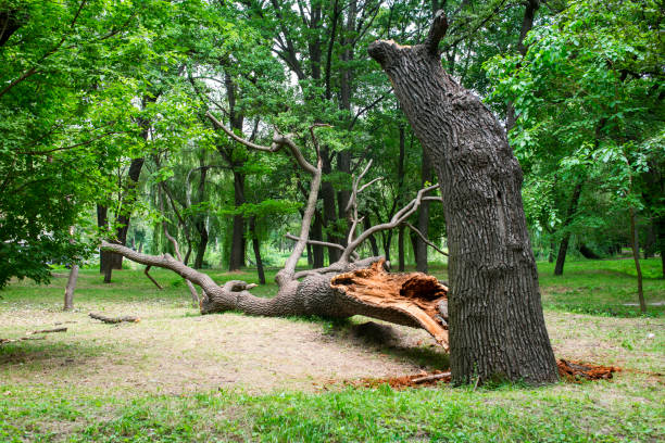 Tree and Shrub Care in East Lansdowne, PA